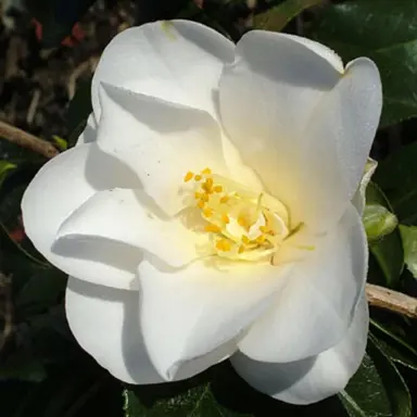 camellia-japonica-silver-tower-