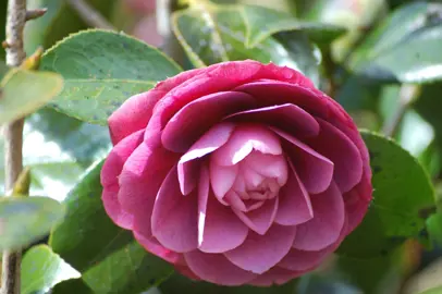 camellia-japonica-sir-victor-davies-