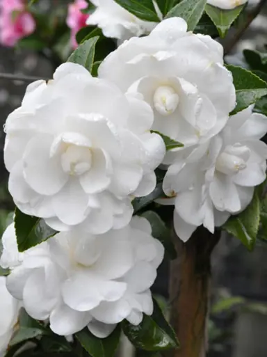 camellia-slimline-avalanche-