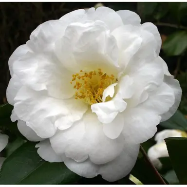 camellia-japonica-snow-mitt-