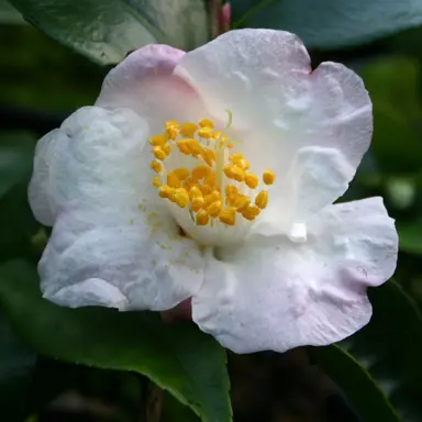 camellia-snowdrop-