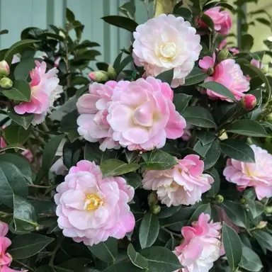 camellia-japonica-spring-surprise-