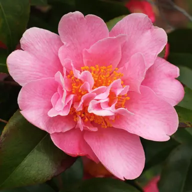 camellia-sprite-