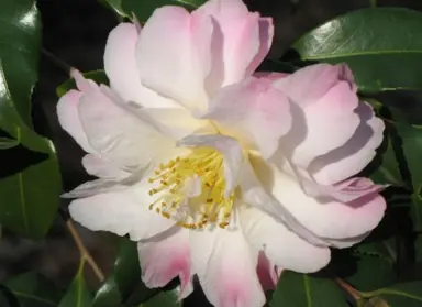 camellia-star-above-star-