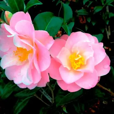 Camellia 'Sugar and Spice' pink flower.