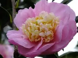 Camellia 'Sugar Dream' pink flower.