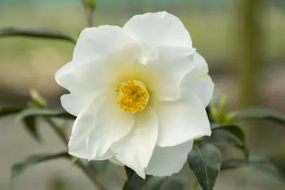 camellia-williamsii-superstar-