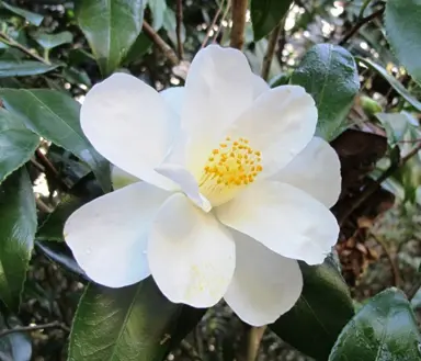 camellia-williamsii-superstar-1