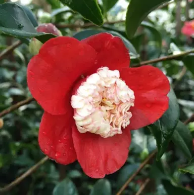 camellia-japonica-tinsie-