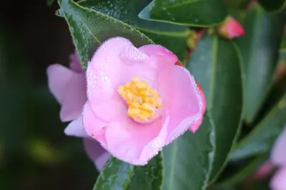 camellia-transnokoensis-transpink-