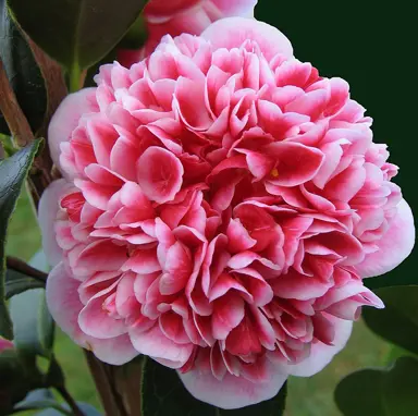 camellia-japonica-volunteer-