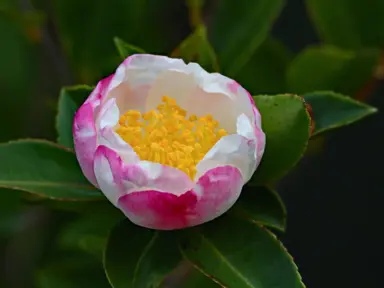 Camellia weroona pink and white flower.