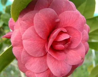 camellia-japonica-zambo-