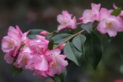 camellia-alpen-glo-1