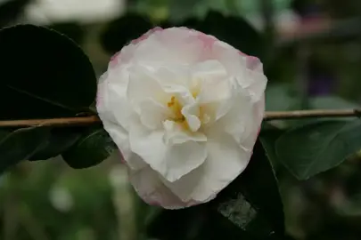 camellia-sasanqua-beatrice-emily-