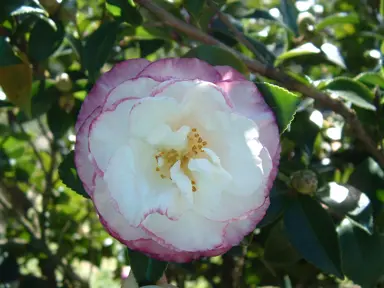 camellia-sasanqua-beatrice-emily-2