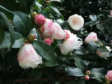 camellia-sasanqua-beatrice-emily-3