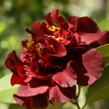 camellia-williamsii-dark-nite-