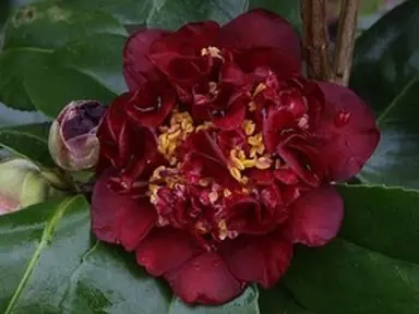 camellia-williamsii-dark-nite-1