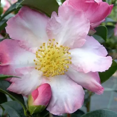 camellia-sasanqua-gay-border-