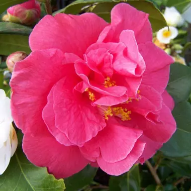 camellia-japonica-guillio-nuccio-