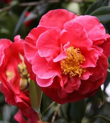 camellia-japonica-guillio-nuccio-2