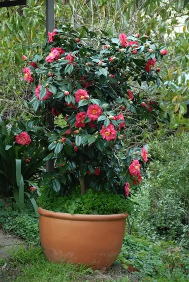 camellia-japonica-guillio-nuccio-4