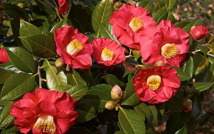 camellia-japonica-guillio-nuccio-5