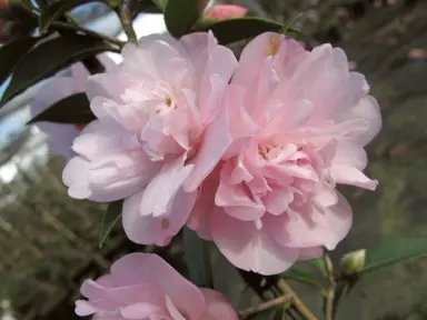 camellia-itty-bit-1