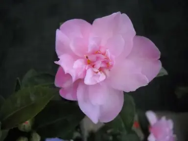 camellia-itty-bit-2