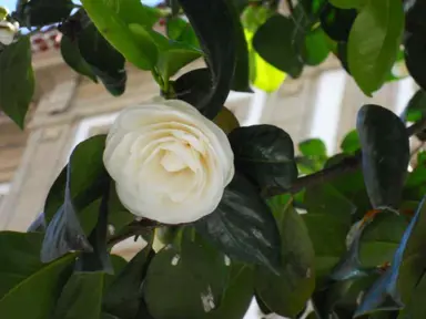 camellia-japonica-k-sawada-2