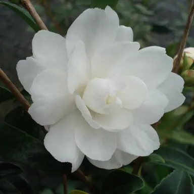 camellia-little-liane-3
