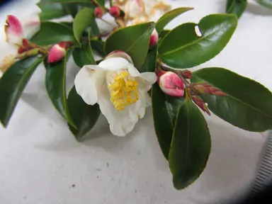 camellia-lutchuensis-1