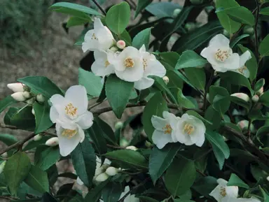 camellia-lutchuensis-2