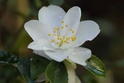 camellia-lutchuensis-3