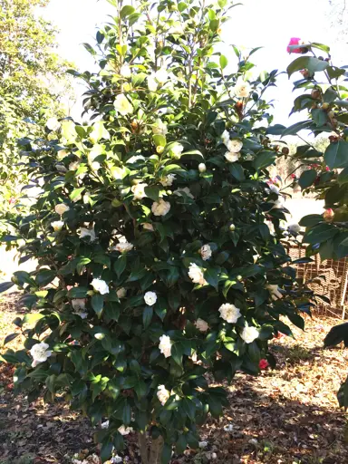 camellia-japonica-man-size-