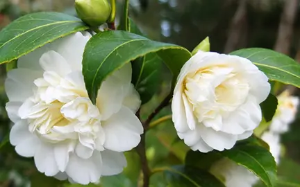 camellia-japonica-man-size-1