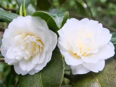 camellia-japonica-man-size-2