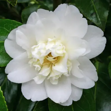 camellia-japonica-man-size-3