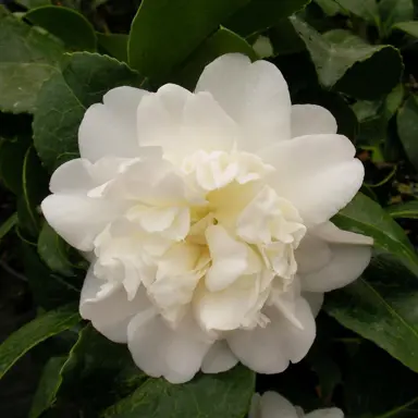 camellia-japonica-man-size-4