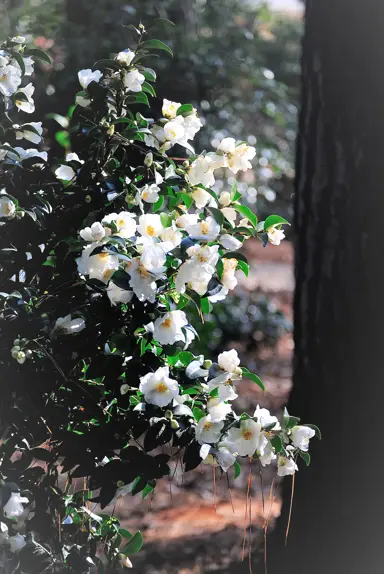 camellia-silver-column-1