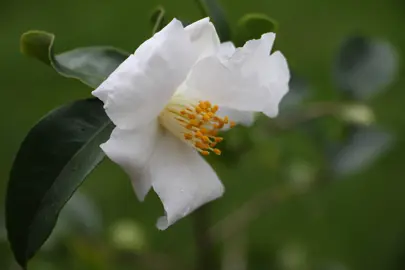 camellia-silver-column-2