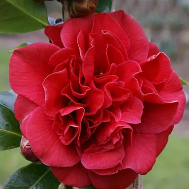 camellia-japonica-tom-knudsen-3