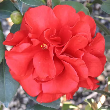 camellia-japonica-tom-knudsen-5