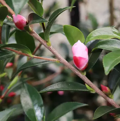 camellia-transtasman-3