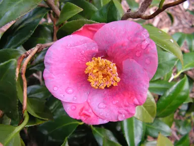 camellia-japonica-unryu-1