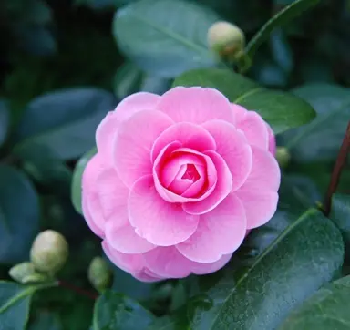 camellia-japonica-willamina-