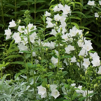 Campanula Alba plant with white flowers.