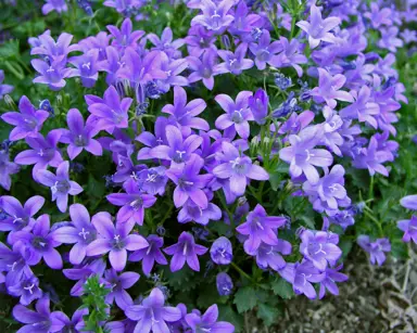 campanula-bavarian-blue-