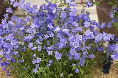 campanula-bavarian-blue-1